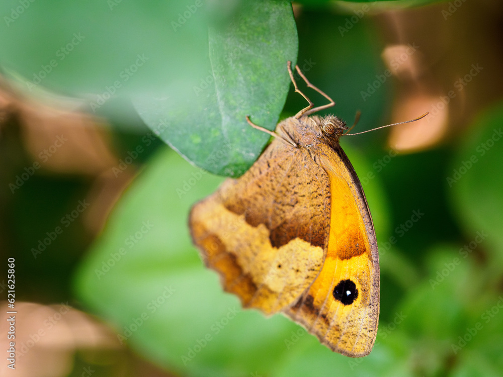 Fototapeta premium Maniola jurtina
