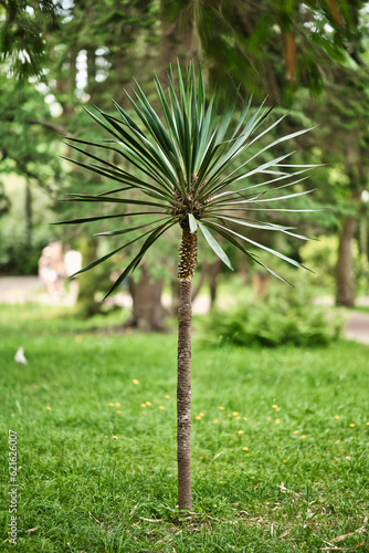 Young yucca plant with thin trunk in oundoors natural park. Yucca tree. photo