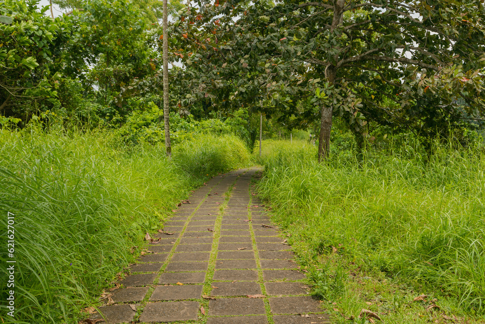 Campuhan ridge walk, Bali, Indonesia, track on the hill with grass, large trees, jungle and rice fields. Campuhan ridge walk, Bali, Indonesia, track on the hill with grass, large trees, jungle and rice fields.