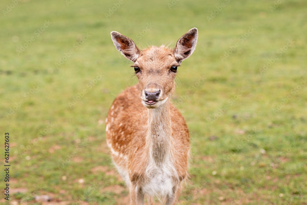 Deer on green meadow of hillside Deer on green meadow of hillside