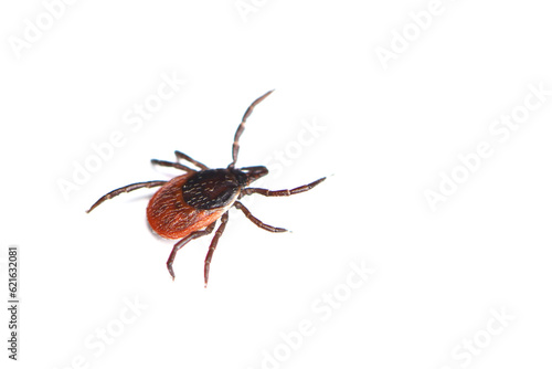 Closeup picture of the medically important castor bean tick Ixodes ricinus, a common European arachnid photographed on white background. 