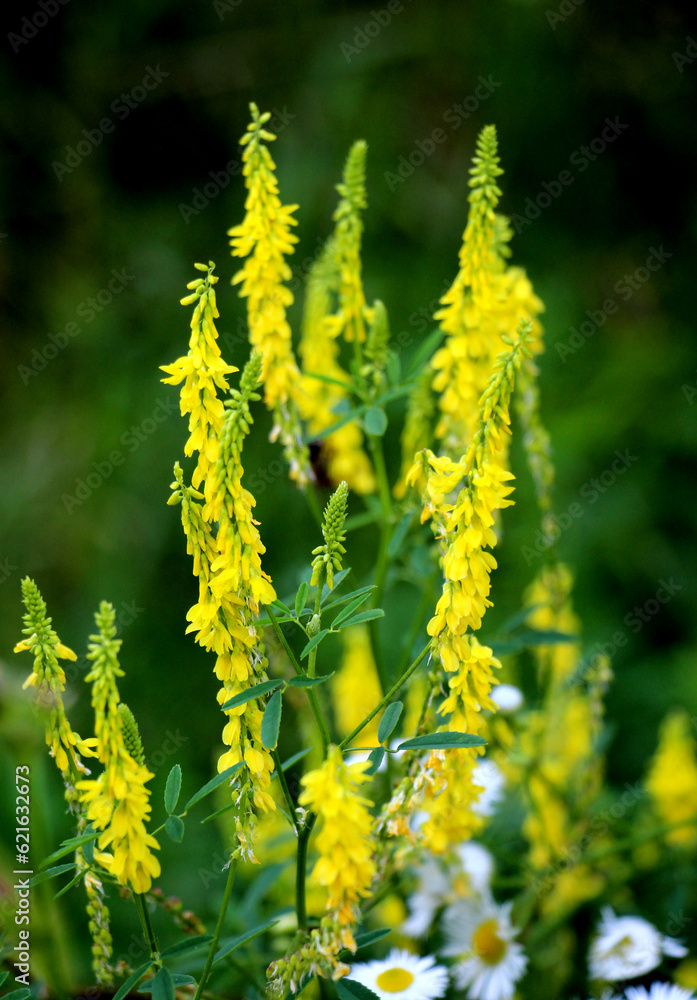 Melilot officinalis, ribbed melilot (Melilotus officinalis) blooms in nature Melilot officinalis, ribbed melilot (Melilotus officinalis) blooms in nature
