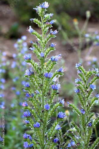 In the field among the herbs bloom Echium vulgare