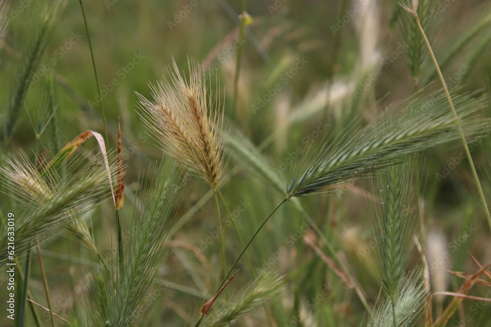 close up of wheat close up of wheat