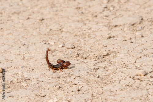 A scorpion at the arid soil of Volubilis