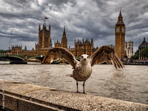 Seagull with the River Thames and Westminster Abbey in the background