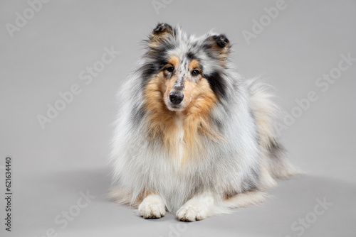 rough collie dog portrait lying down on the floor in the studio on a grey background