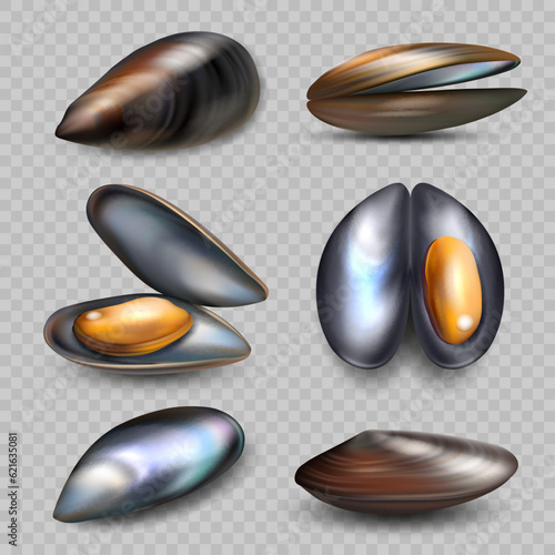 Realistic mussels. Exotic seafood mussels illustrations in various view sides decent vector pictures set