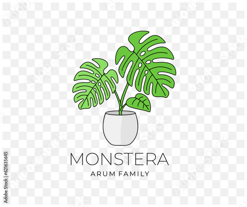 Monstera with leaves in flowerpot, climbing plant, colored graphic design. Monstera deliciosa or philodendron,  plant, nature and flora, vector design and illustration