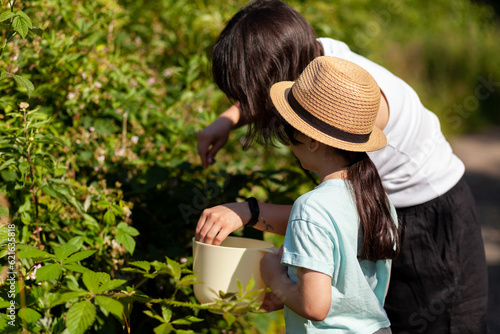 Little girl watering blackberry bushes in the garden on a sunny day