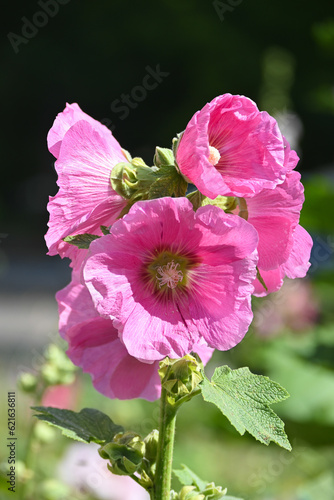 Blooming mallow.