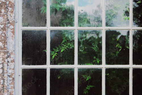 window with plants