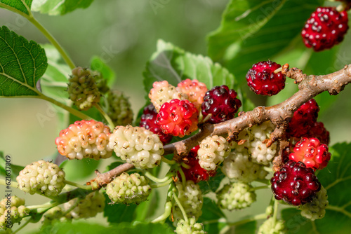 Принти на полотні Mulberry berries on a tree branch.