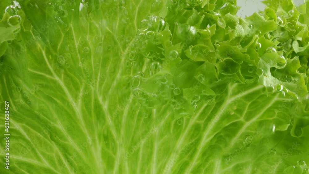 Lettuce leaves under water in air bubbles. Lettuce leaves under water in air bubbles.