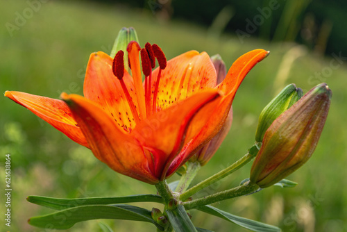 Lilium bulbiferum or red lily or St. John's lily is a plant of the Liliaceae family.  The name refers to the fact that the species shows a peak of flowering towards the end of June, the period in whic photo