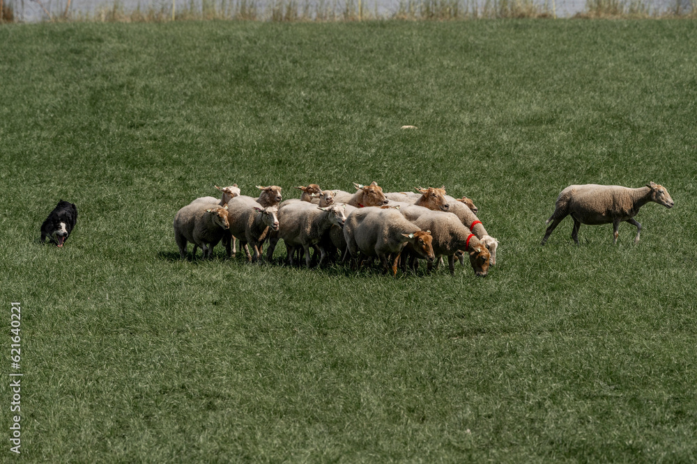 Sheepdog sheep herding trail dog on a beautiful sunny day Sheepdog sheep herding trail dog on a beautiful sunny day