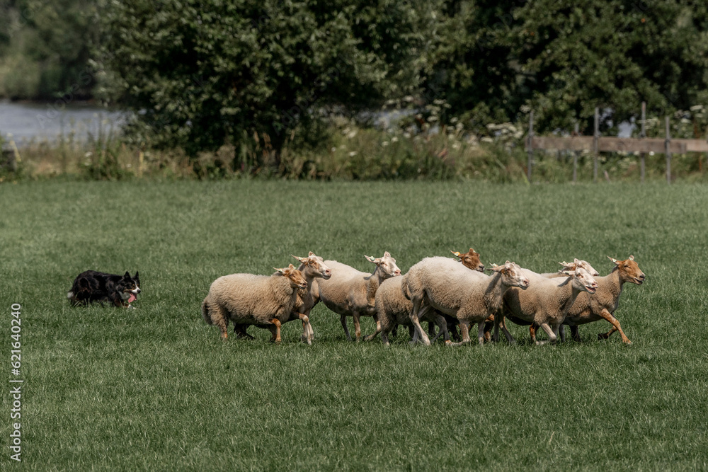 Obraz premium Sheepdog sheep herding trail dog on a beautiful sunny day