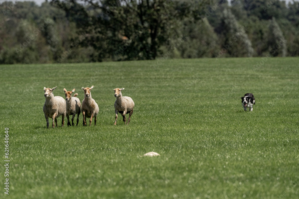 Fototapeta premium Sheepdog sheep herding trail dog on a beautiful sunny day