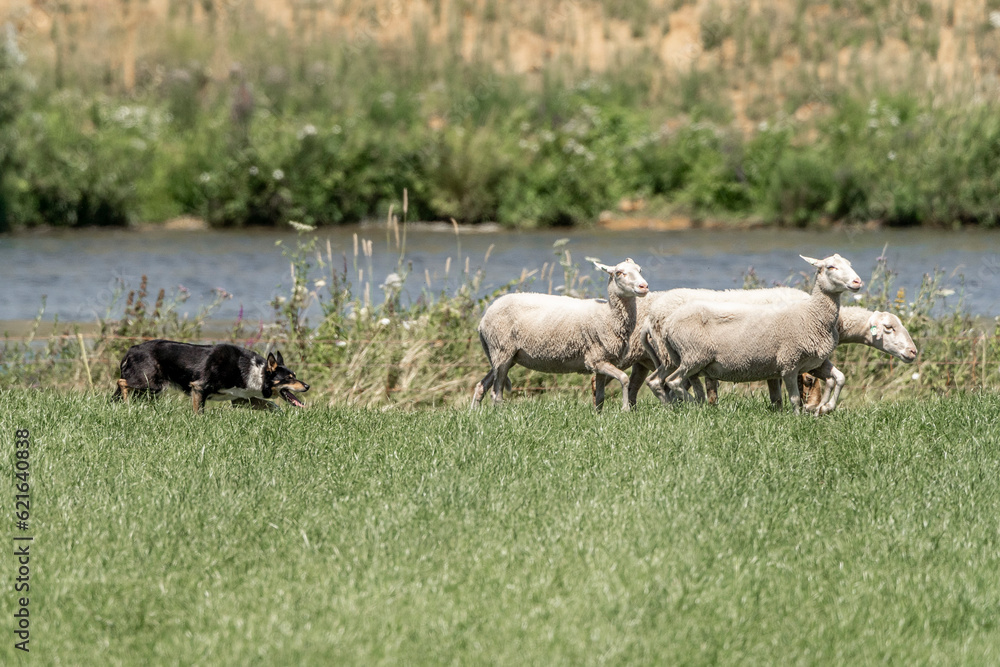 Sheepdog sheep herding trail dog on a beautiful sunny day Sheepdog sheep herding trail dog on a beautiful sunny day