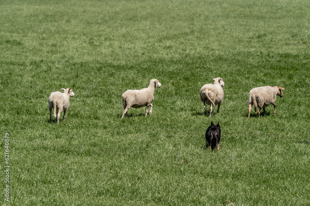 Obraz premium Sheepdog sheep herding trail dog on a beautiful sunny day