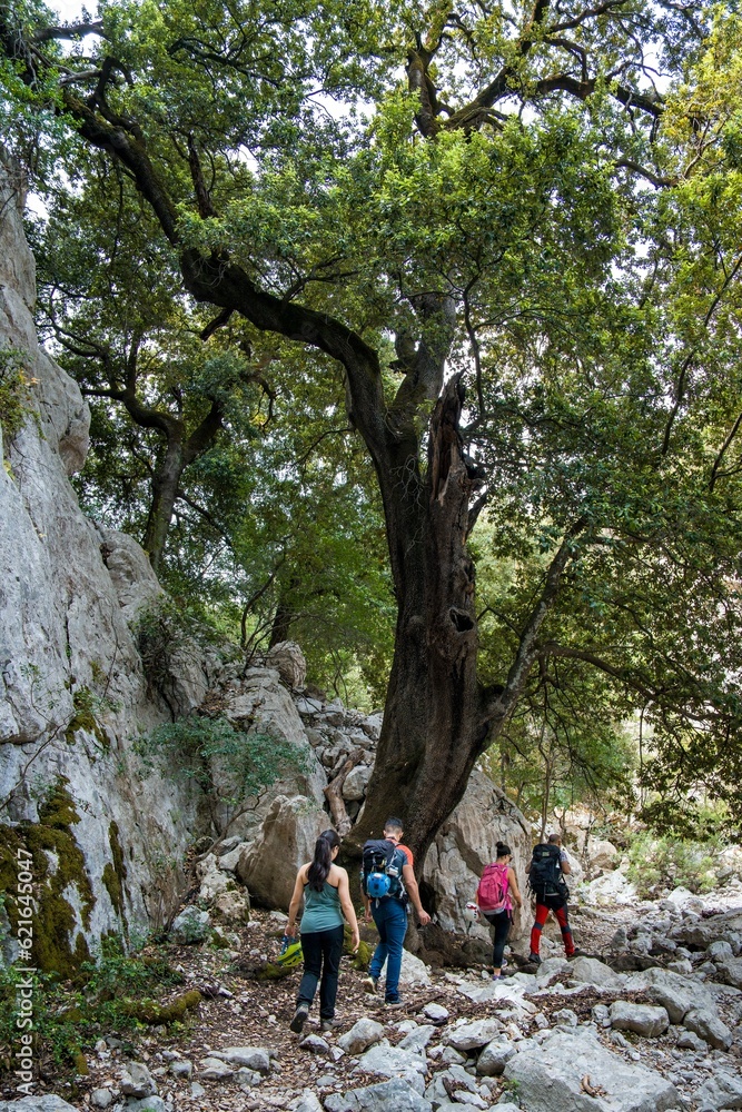 Tourists trek through a forest Tourists trek through a forest