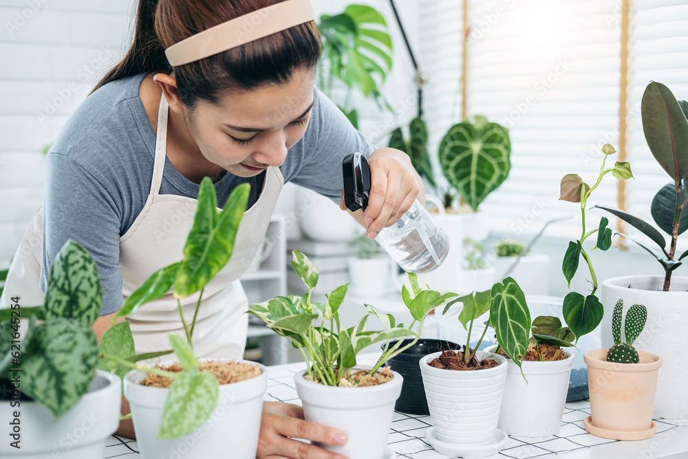 Asian woman gardener is taking care of plants and using spray bo Asian woman gardener is taking care of plants and using spray bo