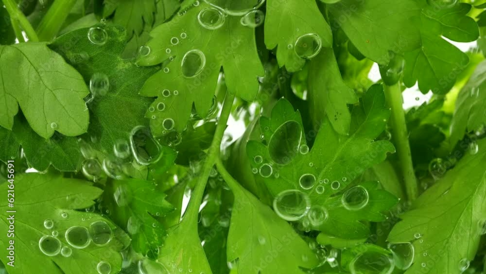 Parsley leaves under water in air bubbles. Parsley leaves under water in air bubbles.