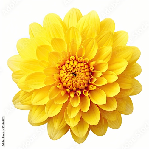 Isolated Yellow Flower Head on White Background. Single Blossom of Nature s Floral Beauty  Generative AI