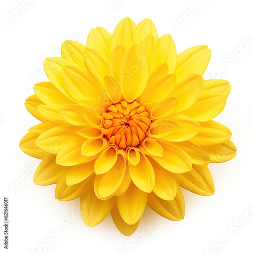 Isolated Yellow Flower Head on White Background - Capturing the Beauty of a Single Blossom of a Floral Plant in Nature. Generative AI