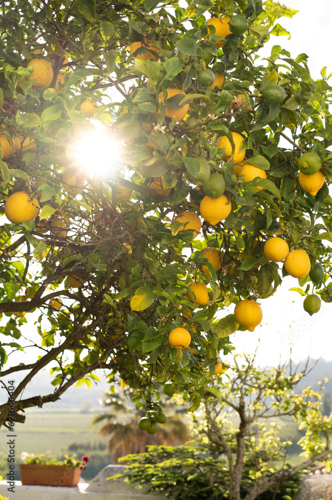 Lemon tree in the sun in the city of Obidos in Portugal