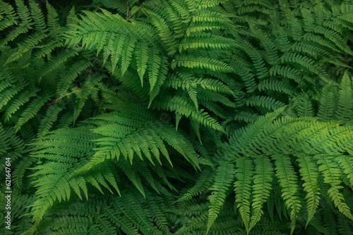 Natural fern pattern  beautiful background made with young green fern leaves by summer day