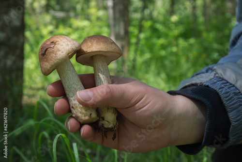 Fotografie A mushroom hunter's hand with a couple of fresh scaber stalks in the sunlight of a warm summer day