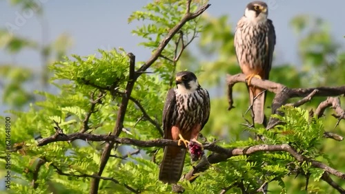 Bird Hobby Falco subbuteo in the wild. Two birds are sitting on a branch. A bird with prey in its paw.