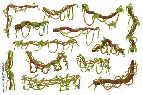Collection Of Lianas, Twisting And Climbing Vines Found In Tropical Forests, Creating A Dense And Intricate Network