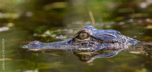 alligator in the everglades © Adrian de la Paz