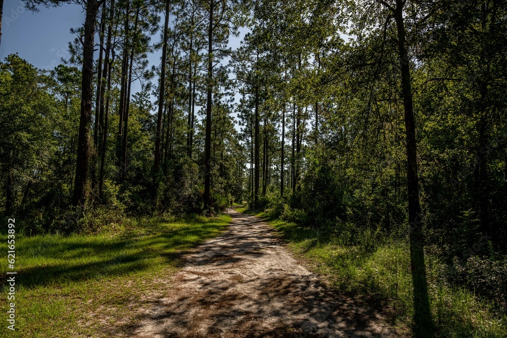 Fototapeta premium julington creek preserve