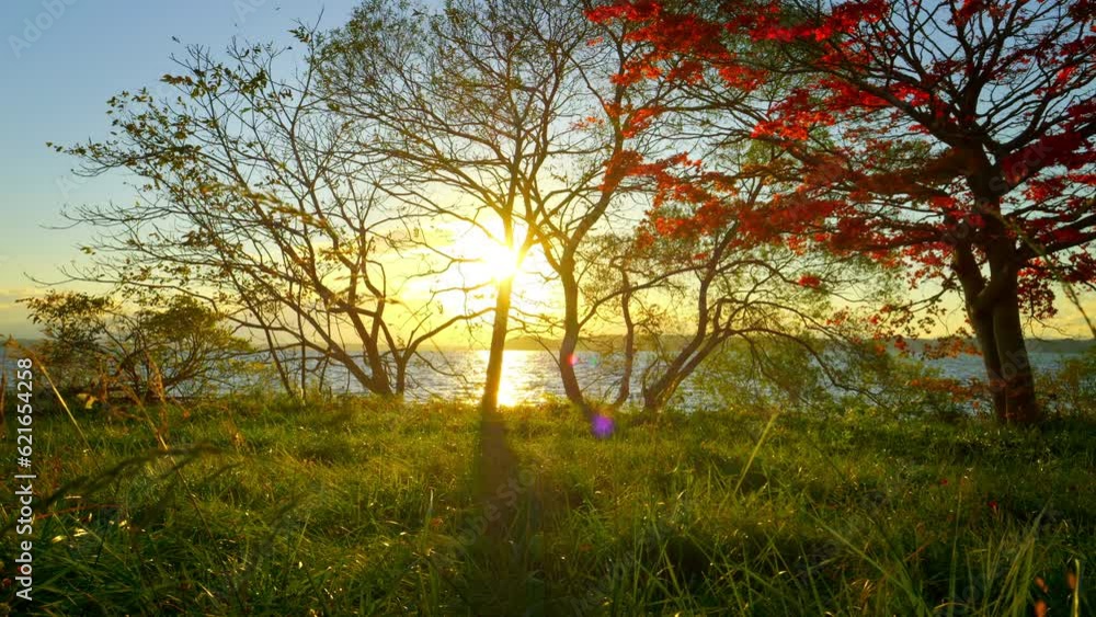 Dramatic view of many red maple leaves swaying in wind near a lake at sunset in autumn or fall, Nobody, 4K fixed shooting Dramatic view of many red maple leaves swaying in wind near a lake at sunset in autumn or fall, Nobody, 4K fixed shooting