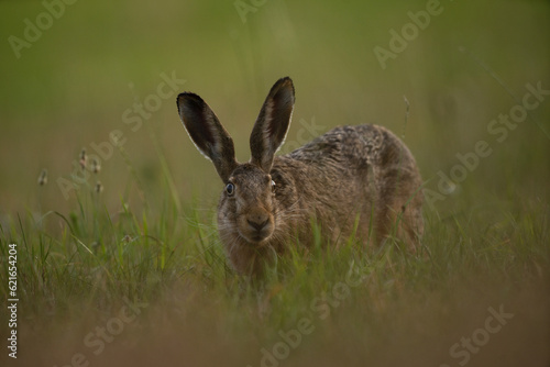 European hare is feeding on the meadow. Lepus europaeus on the meadow. Wildlife in Europe.  © prochym