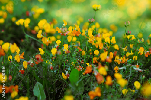 Spring meadow full of colorful flowers.