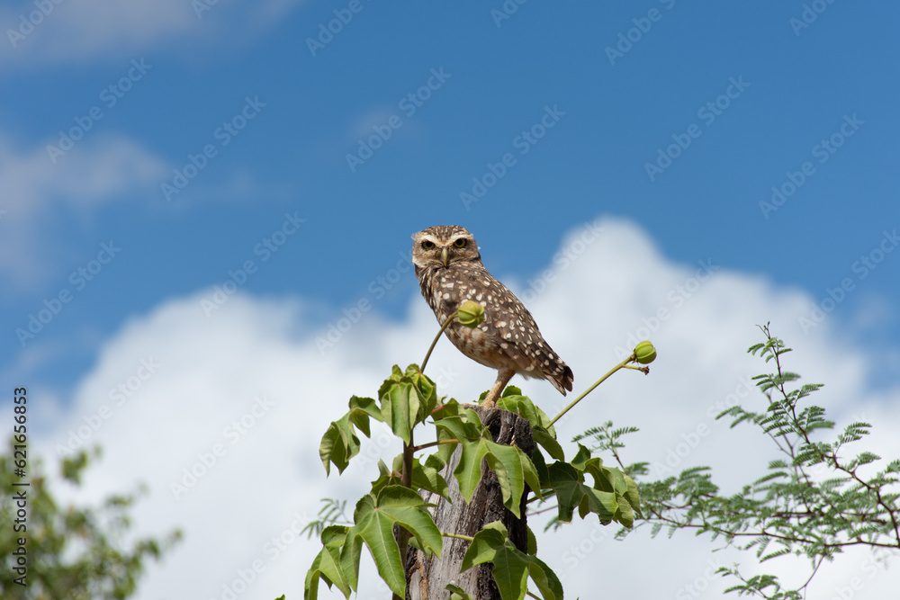 Coruja buraqueira, caboré Coruja buraqueira, caboré