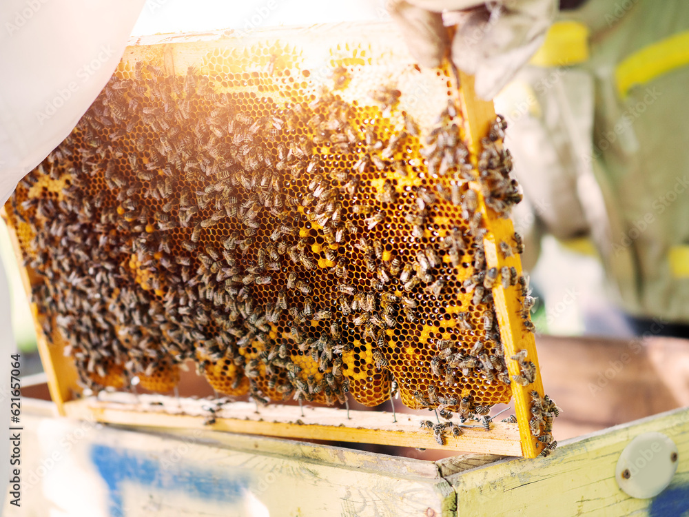 Beekeeper holding frame with honey comb. Selective focus. Agriculture industry. Production of sweet gold organic product for human consumption. Popular garden hobby. Beekeeper holding frame with honey comb. Selective focus. Agriculture industry. Production of sweet gold organic product for human consumption. Popular garden hobby.