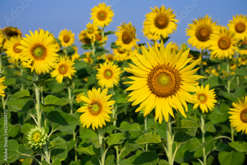 Sunflowers from the farmer s field