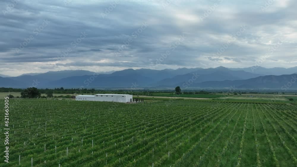 Aerial flight over beautiful vineyard landscape in Gulgula village. Georgia Aerial flight over beautiful vineyard landscape in Gulgula village. Georgia