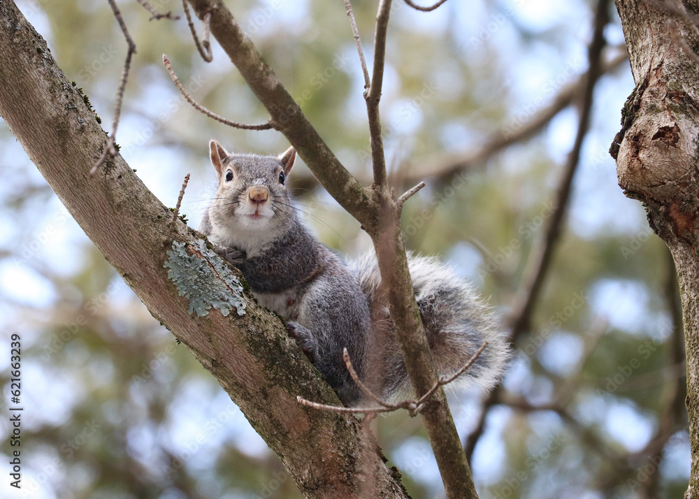 Friendly Squirrel Friendly Squirrel