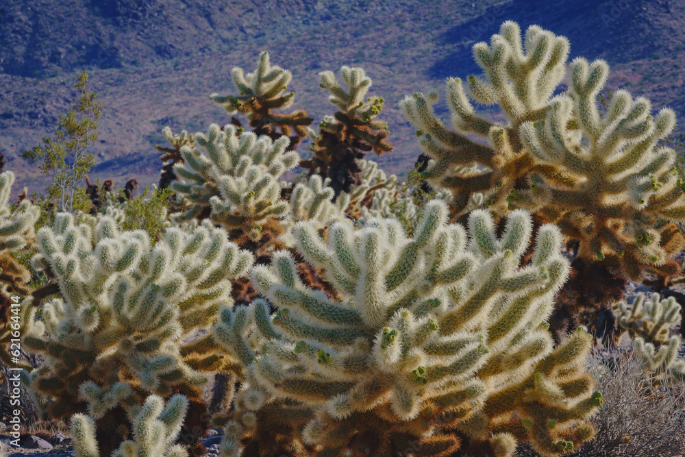 Fototapeta premium Joshua Tree National Park Barker Dam Trail