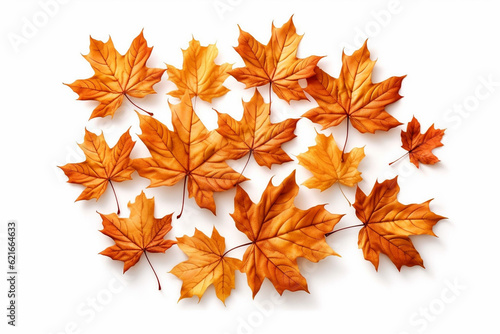 Autumn leaves on white background, fall season concept