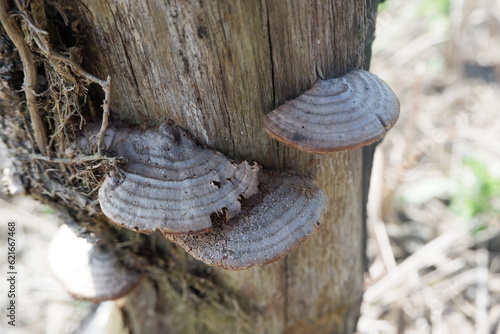 selective focus to gray mushroom growing on dead tree trunk. soft focus