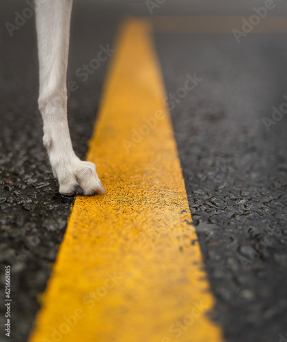 Black paved road with bright yellow stripe in middle and white dog's raw standing on this road. Conceptual composition with copy space for design decoration, banner, poster, print.