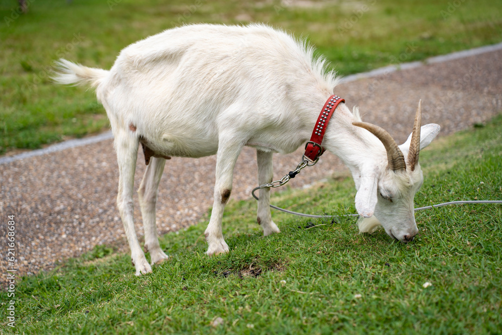 Obraz premium Cute goat