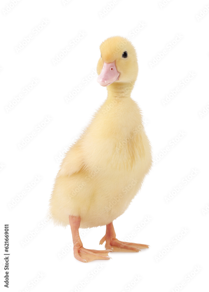 Baby animal. Cute fluffy duckling on white background Baby animal. Cute fluffy duckling on white background